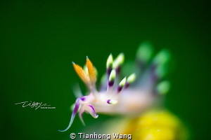 BLOSSOM by Tianhong Wang 